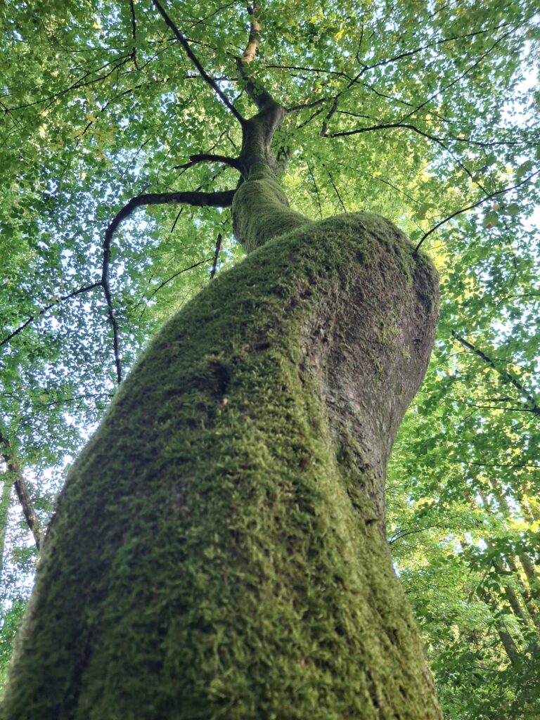 Ein mit moosbewachsener Baum nah am Stamm fotografiert an dessen Ende man den hellblauen Himmel durch das grüne Blätterdach sieht.