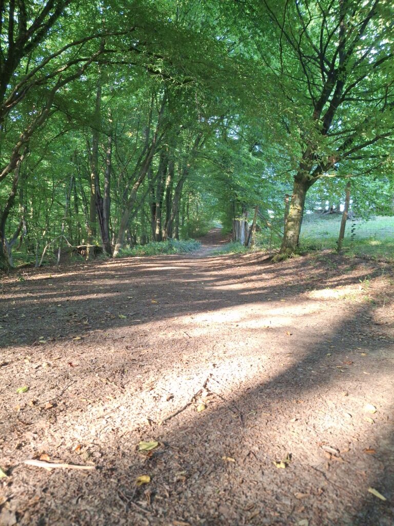 Breiter Waldweg unter einem dichten Blätterdach. Sonnenlicht fällt durch die Bäume und wirft lange Schatten auf den naturbelassenen Weg.