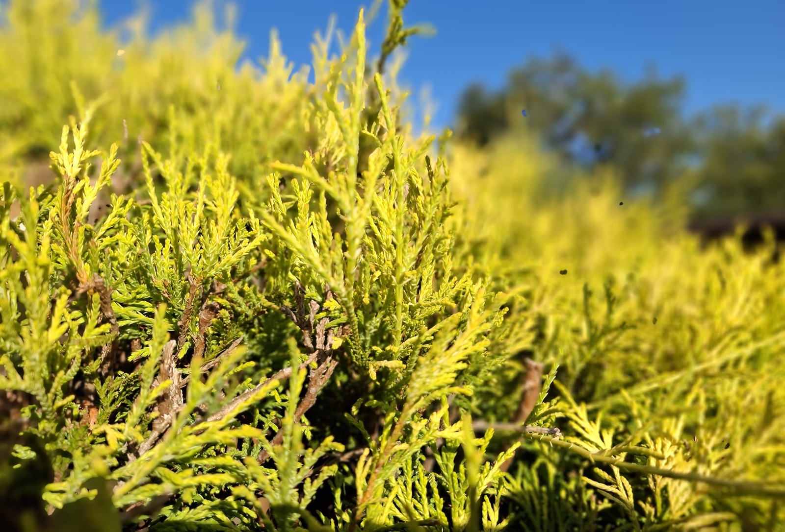 Nahaufnahme leuchtend gelbgrüner Zweige im Sonnenlicht vor blauem Himmel und unscharfem Hintergrund.