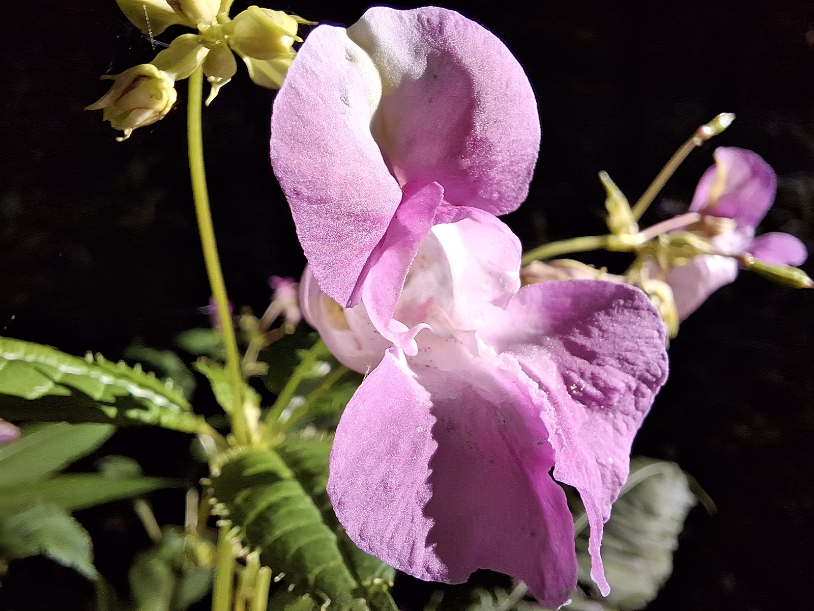Nahaufnahme einer rosafarbenen Blüte im Sonnenlicht vor dunklem Hintergrund.