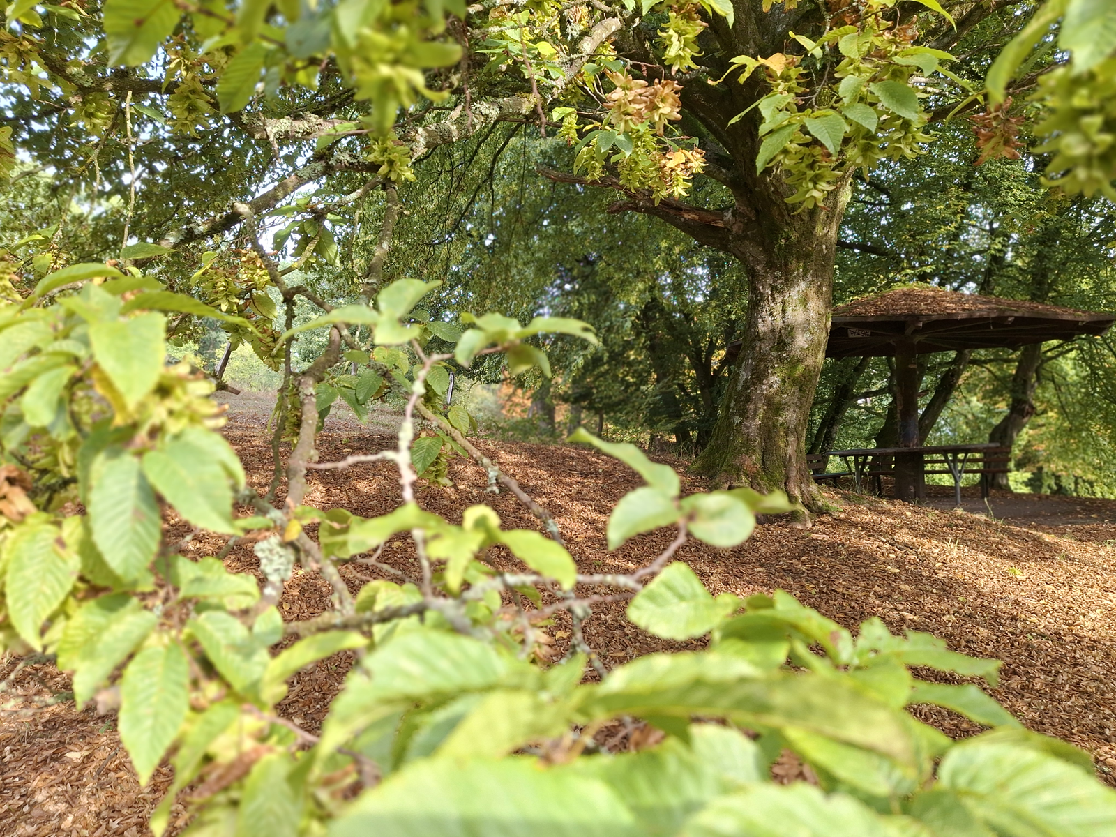Ein vertrauter Weg unter alten Bäumen im spätsommerlichen Licht, mit einem Pavillon zwischen den Bäumen.