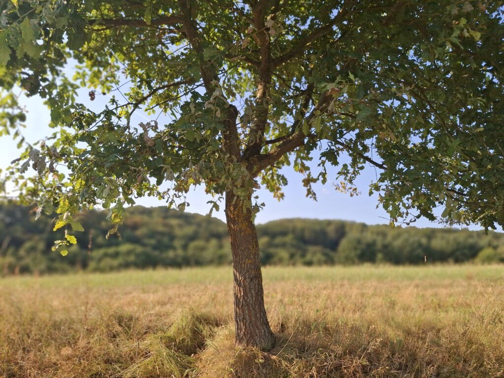 Eine junge freistehende Eiche am Feldrand in der Sonne. Die weitläufige Wiese und der angrenzende Wald verschwimmen. 