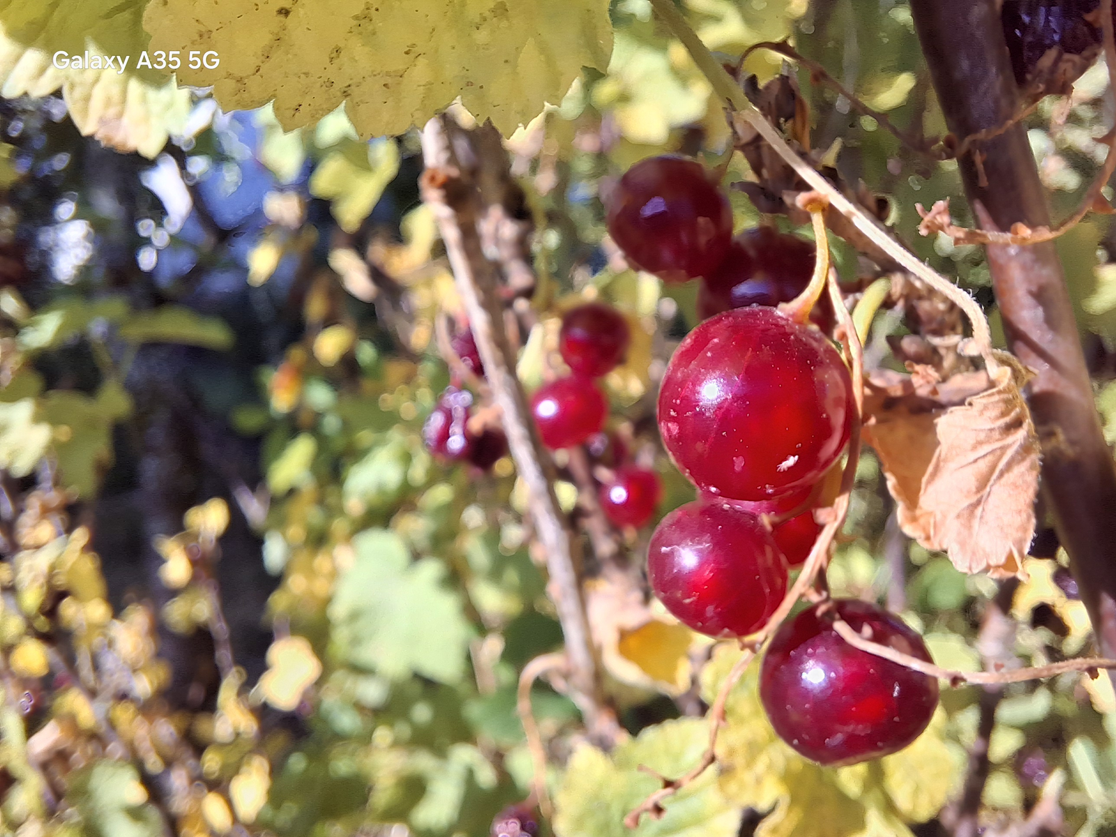 Leuchtend rote Johannisbeeren hängen zwischen grünen und bereits leicht vergilbten Blättern an einem Strauch und werden von der Morgensonne angestrahlt.