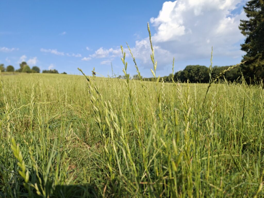 Hohe Gräser auf einer weitläufigen Sommerwiese unter hellblauem Himmel mit einer großen weißen Wolke am rechten Bildrand. Am Horizont schließt ein Waldrand die Landschaft ab.