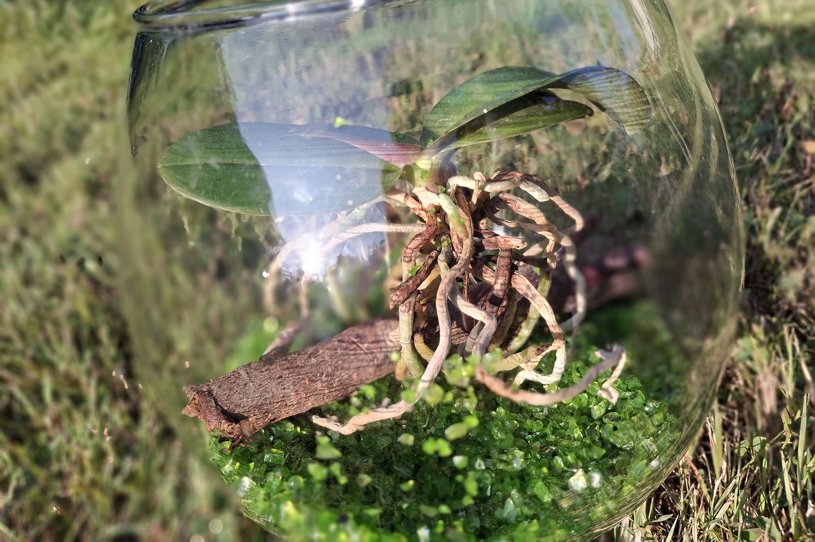 Eine Orchidee mit freiliegenden Wurzeln auf einem Ast in einem offenen Glas.