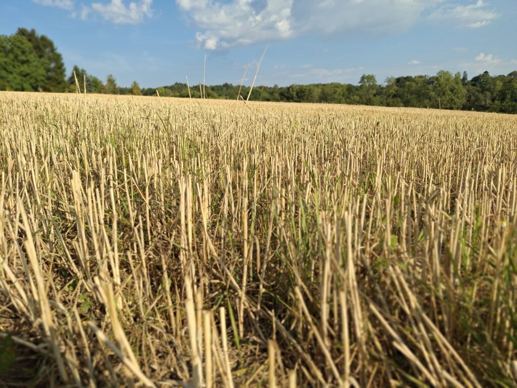 Weites Stoppelfeld unter einem blauem Himmel mit weißen Wolken. Am Horizont bildet ein grüner Waldrand den Abschluss der Landschaft.