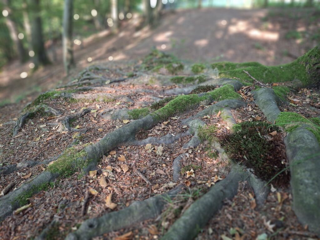 Moosbewachsene Baumwurzeln auf einem Waldboden mit sanft verschwommenem Hintergrund und weichem Sonnenlicht zwischen den Bäumen.