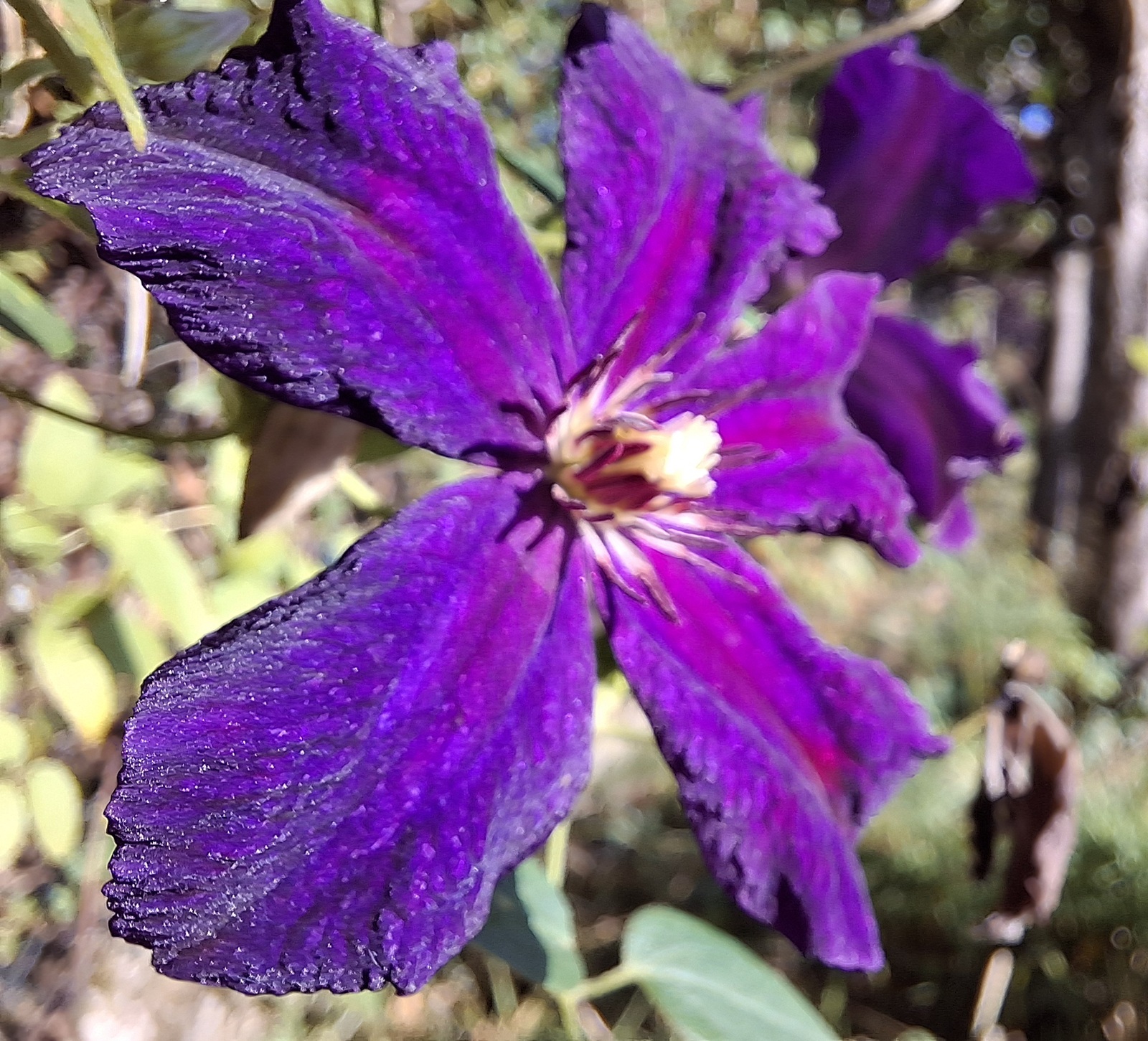 Violette Blüte im Sonnenlicht mit leuchtenden Blütenblättern und weichem Hintergrund.