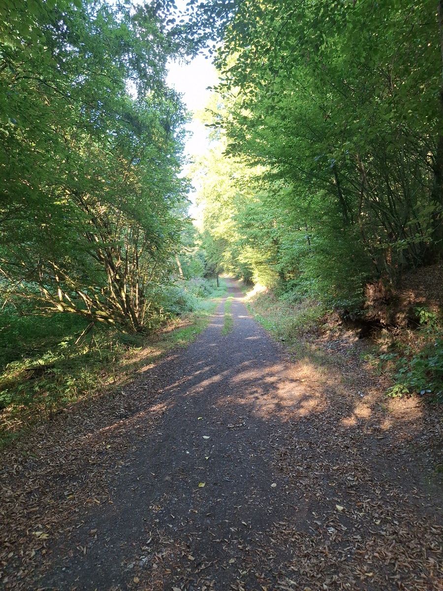 Sonnenlicht auf einem ruhigen Waldweg zwischen grünen Bäumen – ein Ort zum Innehalten und bewussten Atmen.