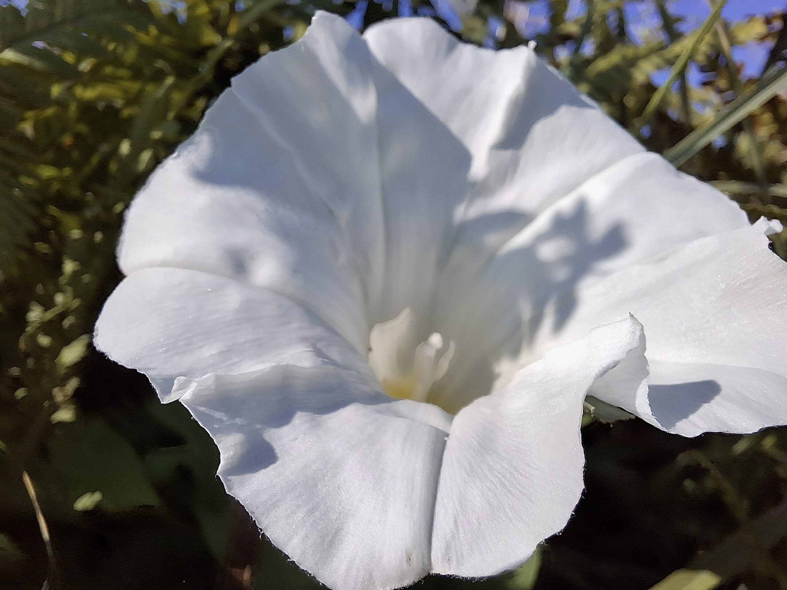 Nahaufnahme einer geöffneten weißen Blüte im Sonnenlicht vor grünem Hintergrund