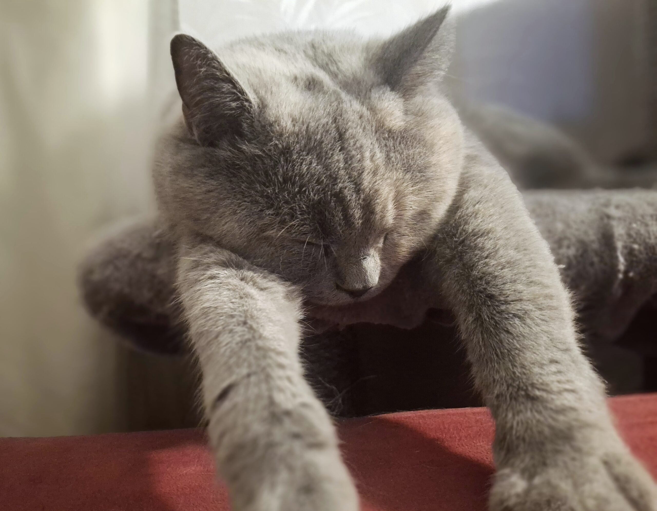 Graue Katze mit geschlossenen Augen und ausgestreckten Pfoten auf einem weichen Liegeplatz.