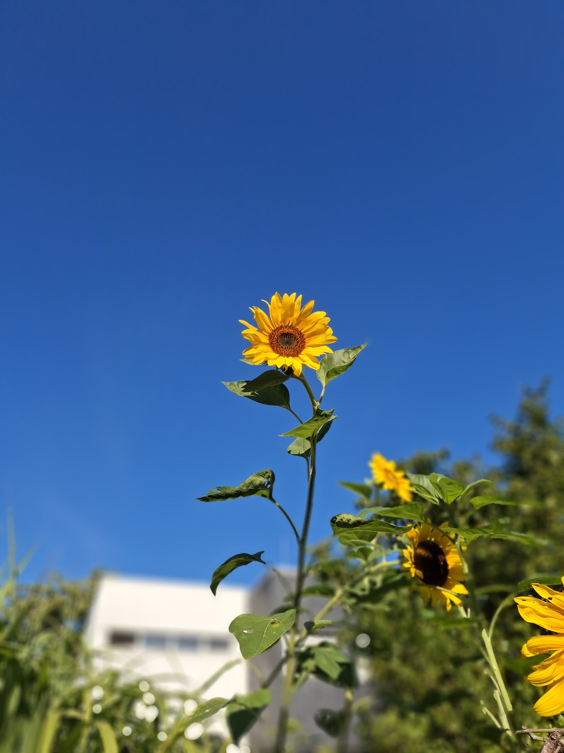 eine einzelne Sonnenblume vor blauem Hintergrund